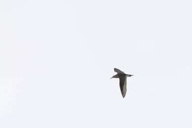 Kuzey Lapwing Vanellus Vanellus Orta Fransa 'da uçuyor.