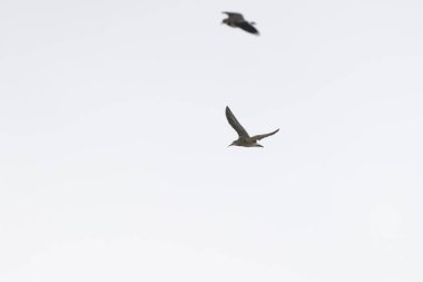 Northern Lapwing Vanellus vanellus in flight in Central France clipart