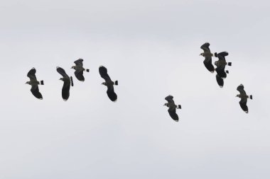 Northern Lapwing Vanellus vanellus in flight in Central France clipart