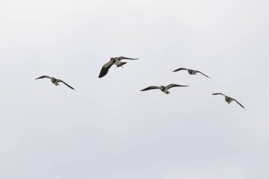 Kuzey Lapwing Vanellus Vanellus Orta Fransa 'da uçuyor.