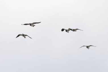 Kuzey Lapwing Vanellus Vanellus Orta Fransa 'da uçuyor.