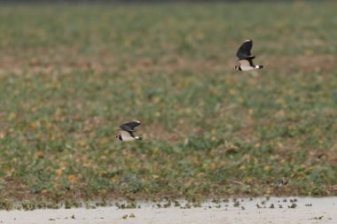 Northern Lapwing Vanellus vanellus in flight in Central France clipart