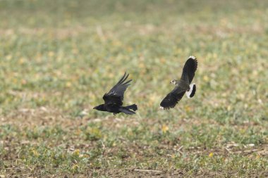 Northern Lapwing Vanellus vanellus in flight in Central France clipart