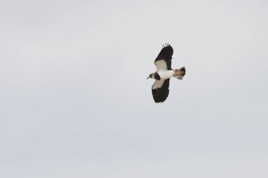 Kuzey Lapwing Vanellus Vanellus Orta Fransa 'da uçuyor.