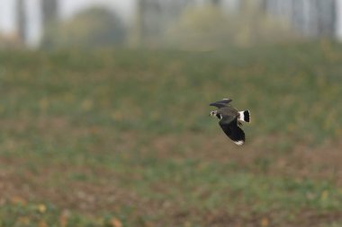 Northern Lapwing Vanellus vanellus in flight in Central France clipart