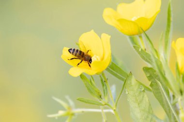 Bal arısı Apis Mellifera Sarı bir çiçekte yiyecek arıyor