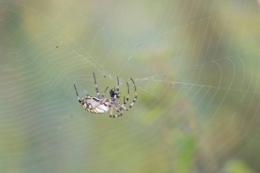 Orb-dokumacı Argiope bruennichi ve örümcek ağı yakından görülüyor.