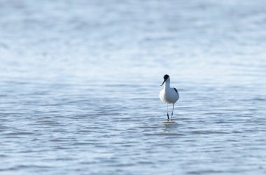 Pied avocet Recurvirostra avosetta Güney Fransa, Camargue 'de bir bataklıkta