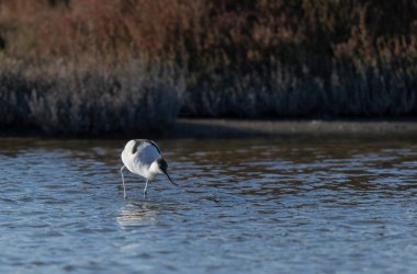 Pied avocet Recurvirostra avosetta in a marsh in Camargue, Southern France clipart