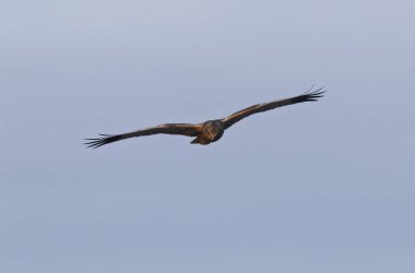 Marsh Harrier Sirki, sazlıklar üzerinde uçuyor.