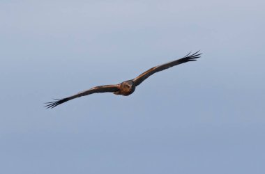 Marsh Harrier Sirki, sazlıklar üzerinde uçuyor.