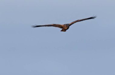Marsh Harrier Sirki, sazlıklar üzerinde uçuyor.