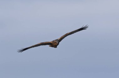 Marsh Harrier Sirki, sazlıklar üzerinde uçuyor.