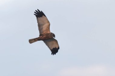 Marsh Harrier Sirki, sazlıklar üzerinde uçuyor.