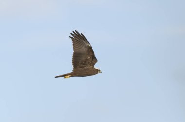 Marsh Harrier Sirki, sazlıklar üzerinde uçuyor.