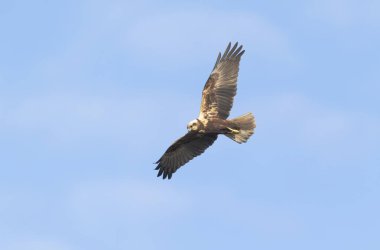 Marsh Harrier Circus aeruginosus in flight over reedbed clipart