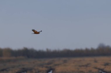 Marsh Harrier Circus aeruginosus in flight over reedbed clipart