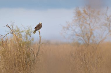 Marsh Harrier Circus aeruginosus in flight over reedbed clipart