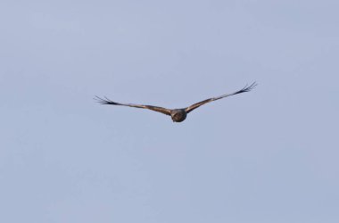 Marsh Harrier Sirki, sazlıklar üzerinde uçuyor.