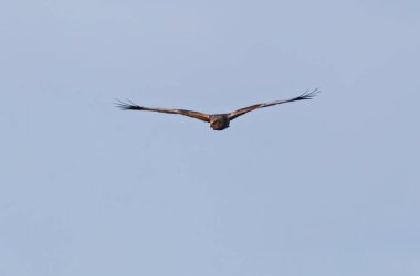 Marsh Harrier Sirki, sazlıklar üzerinde uçuyor.