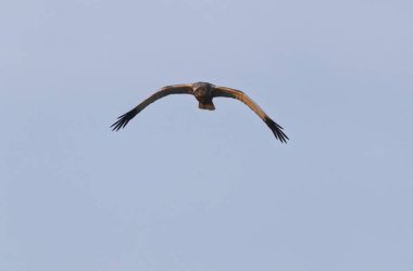 Marsh Harrier Circus aeruginosus in flight over reedbed clipart