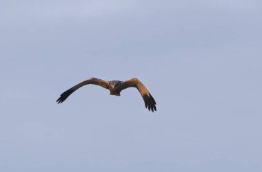 Marsh Harrier Sirki, sazlıklar üzerinde uçuyor.