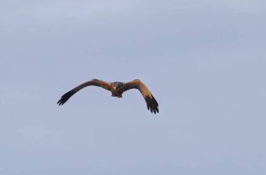 Marsh Harrier Circus aeruginosus in flight over reedbed clipart