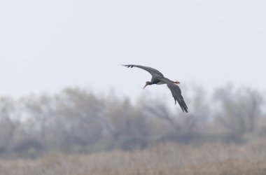 Güney Fransa, Camargue 'de bir bataklıkta kara leylek.