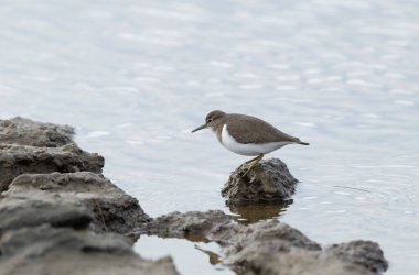 Yaygın Sandpiper Tringa veya Actitis hipoleucos yürüyüşü