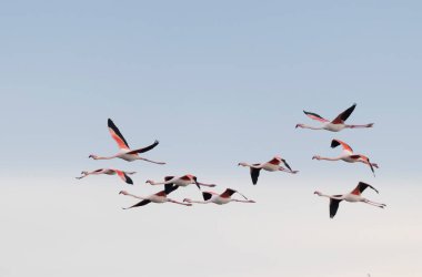 Güney Fransa, Camargue 'den Büyük Flamingo Phoenicopterus gülü