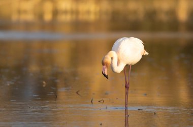 Güney Fransa, Camargue 'den Büyük Flamingo Phoenicopterus gülü