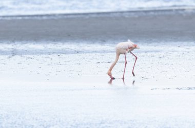 Güney Fransa, Camargue 'den Büyük Flamingo Phoenicopterus gülü