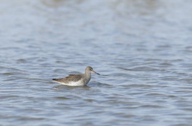 Yaygın Sandpiper Tringa veya Actitis hipoleucos yürüyüşü
