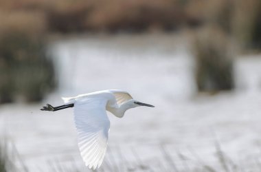 Küçük Egret Egretta Garzetta yakın görüşte.