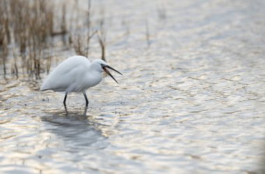 Little Egret Egretta garzetta in close view clipart