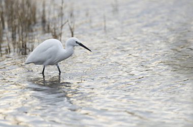 Küçük Egret Egretta Garzetta yakın görüşte.