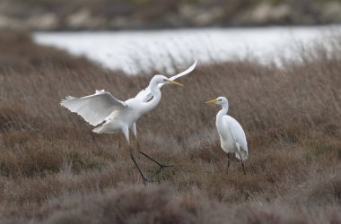 Güney Fransa, Camargue 'den Büyük Beyaz Egret Ardea alba