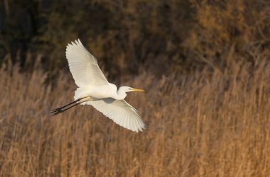 Güney Fransa, Camargue 'den Büyük Beyaz Egret Ardea alba