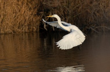 Güney Fransa, Camargue 'den Büyük Beyaz Egret Ardea alba