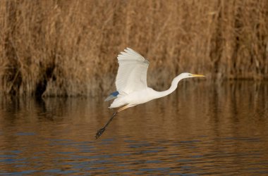 Güney Fransa, Camargue 'den Büyük Beyaz Egret Ardea alba