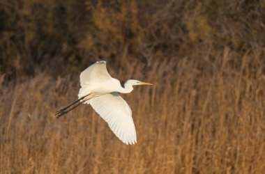 Great white Egret Ardea alba from Camargue, Southern France clipart