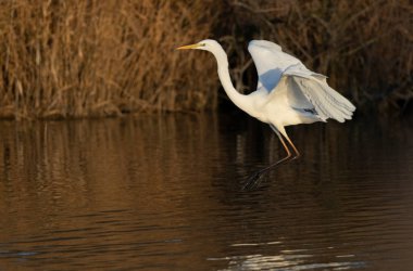 Güney Fransa, Camargue 'den Büyük Beyaz Egret Ardea alba