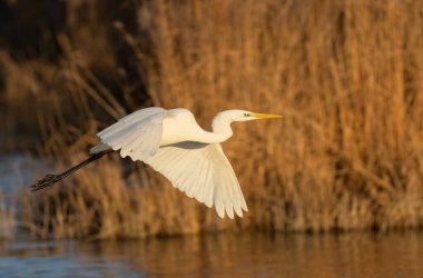 Güney Fransa, Camargue 'den Büyük Beyaz Egret Ardea alba