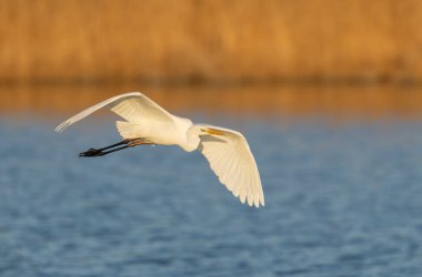 Güney Fransa, Camargue 'den Büyük Beyaz Egret Ardea alba