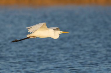 Güney Fransa, Camargue 'den Büyük Beyaz Egret Ardea alba