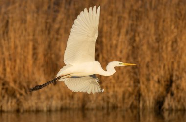 Güney Fransa, Camargue 'den Büyük Beyaz Egret Ardea alba