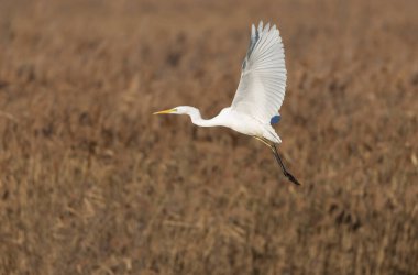 Güney Fransa, Camargue 'den Büyük Beyaz Egret Ardea alba