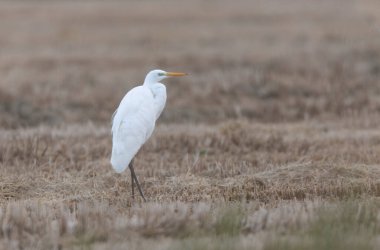 Güney Fransa, Camargue 'den Büyük Beyaz Egret Ardea alba
