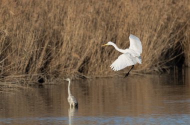 Güney Fransa, Camargue 'den Büyük Beyaz Egret Ardea alba