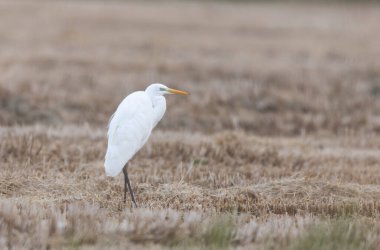 Güney Fransa, Camargue 'den Büyük Beyaz Egret Ardea alba